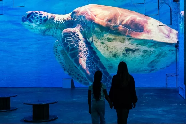 Sea turtle underwater on wall two people walking